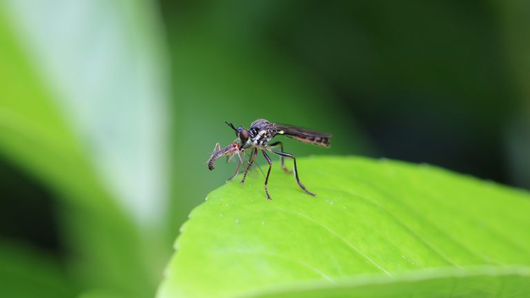 Como prevenir a proliferação de Dengue em empresas de pequeno e grande porte